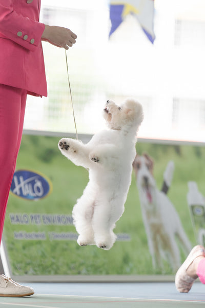 26 & 27 August 2023 Championship Dog Shows