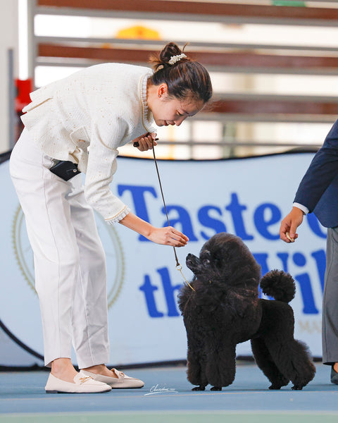 8-9 Oct 2022 Championship Dog Shows